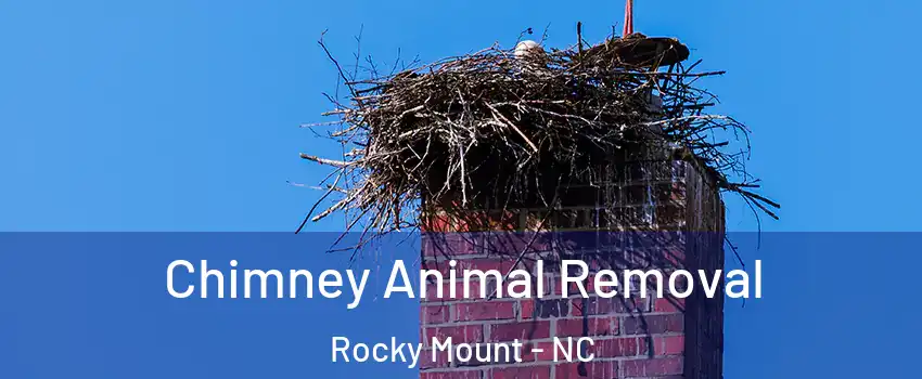 Chimney Animal Removal Rocky Mount - NC