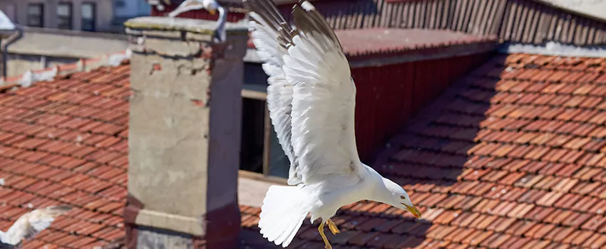 Residential Chimney Animal Removal Solution in Rocky Mount, NC