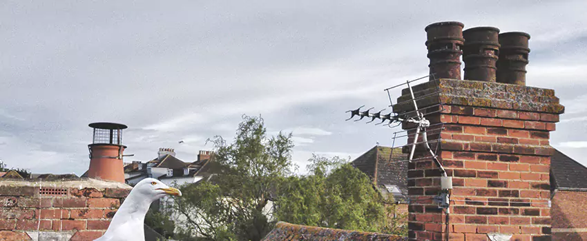 Chimney Cleaning And Restoration in Rocky Mount, North Carolina